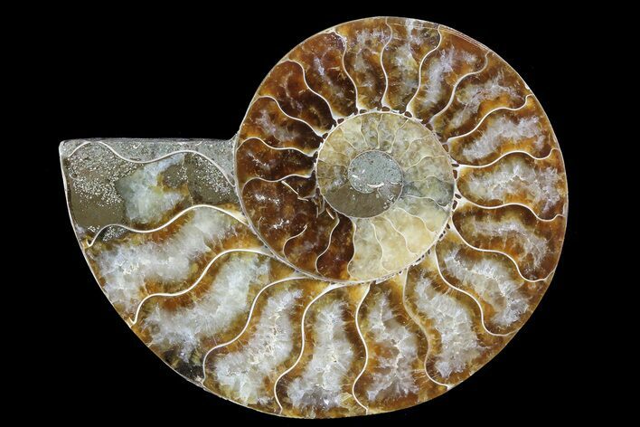 Agatized Ammonite Fossil (Half) - Madagascar #83817